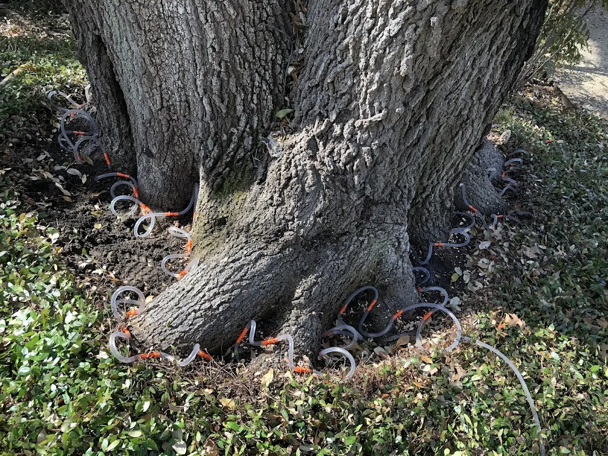 Detailed Tree Cabling and Bracing job site in Stronghurst