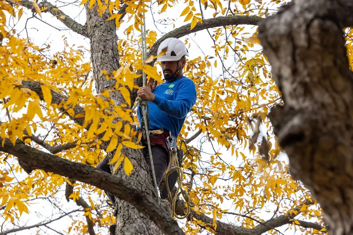 Skilled Tree Pruning crew working in Stronghurst