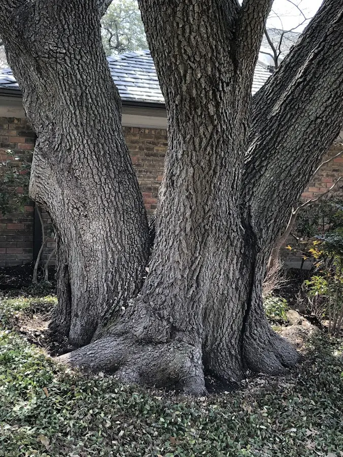 Mature heritage tree close to a Stronghurst property cared for by certified arborists